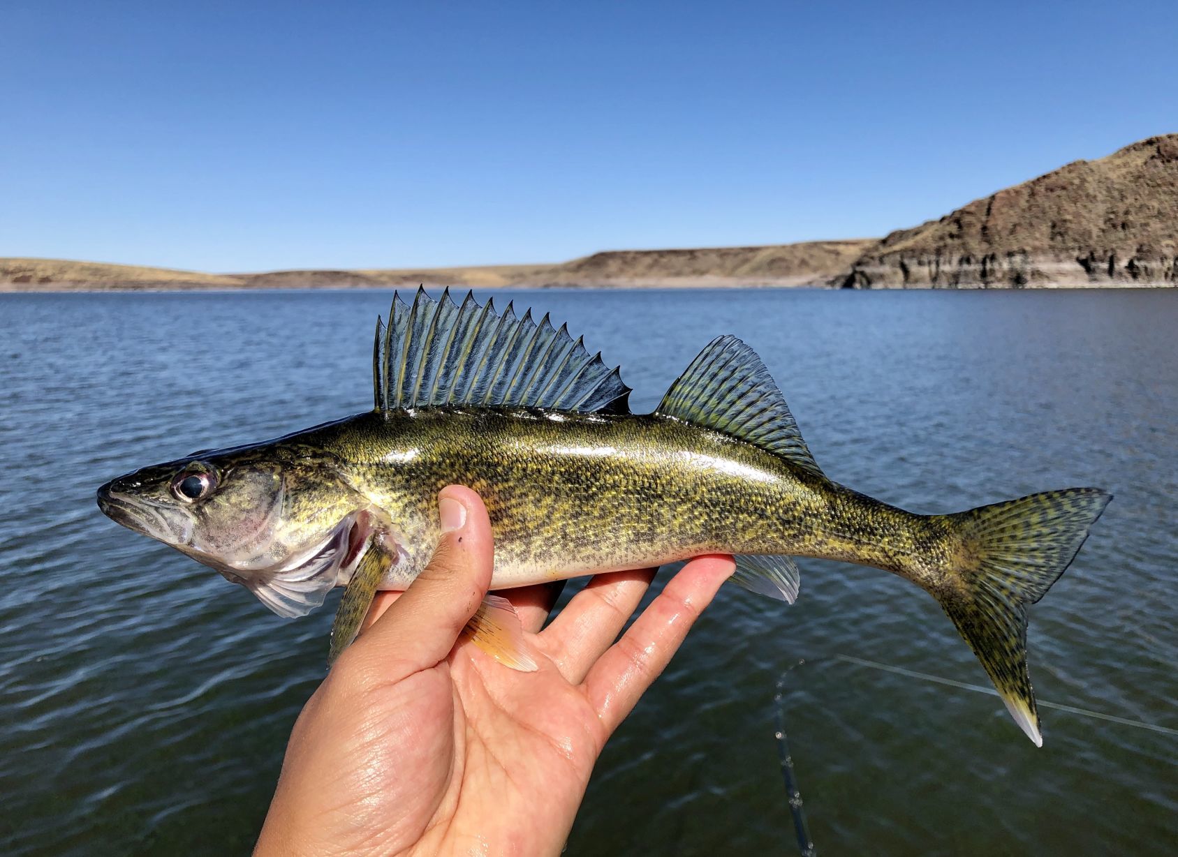 Walleye